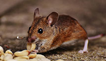 24 Hour & Emergency Exterminators in Northern Virginia, VA